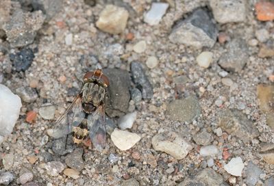 Miltogramma punctata