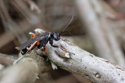 Episyron albonotatum / Witte roodpootspinnendoder