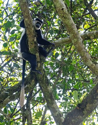 Black-and-white colobus / Zwart-witte franjeaap