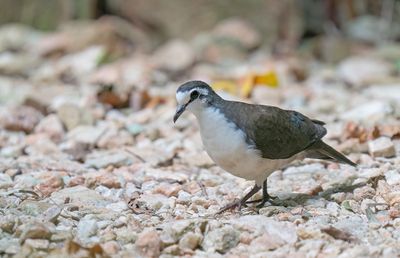 Tambourine dove / Tamboerijnduif
