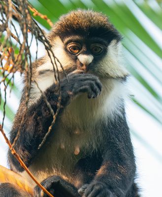 Red-tailed monkey / Roodstaartmeerkat 