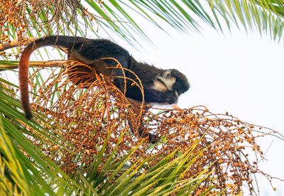 Red-tailed monkey / Roodstaartmeerkat 