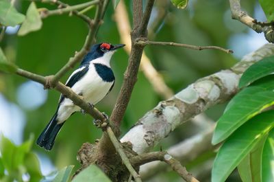 Brown-throated wattle-eye / Bruinkeellelvliegen vanger