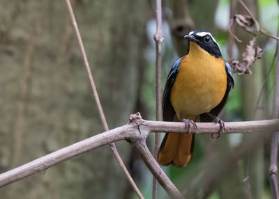 Blue-shouldered Robin-Chat / Blauwschouderlawaaimaker