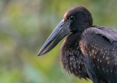 African openbill / Afrikaanse gaper