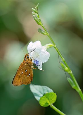Large white-spots / Osmodes laronia