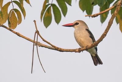 Woodland kingfisher / Senegalijsvogel