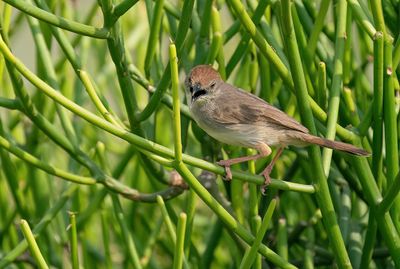 Piping Cisticola / Bruinkopgraszanger
