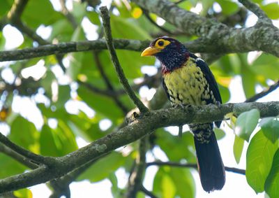 Eastern Yellow-billed Barbet / Oostelijke geelsnavelbaardvoge l