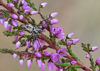 Oxyopes heterophthalmus / Gutspalplynxspin