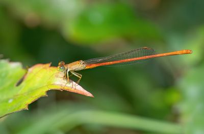 Common Orange / Ceriagrion glabrum