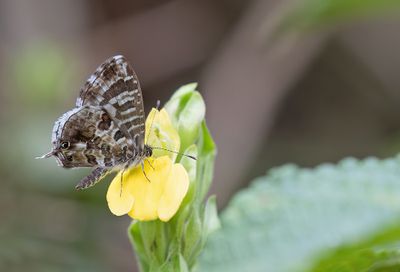 Butterflies of Africa / Dagvlinders uit Afrika