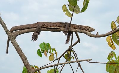 Nile monitor / Nijlvaraan
