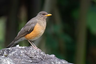 uganda / oeganda