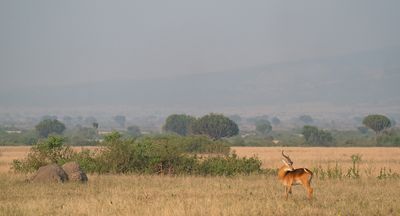 Ugandan kob / Oegandese kob