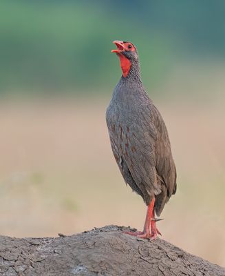 Red-necked spurfowl / Roodkeelfrankolijn