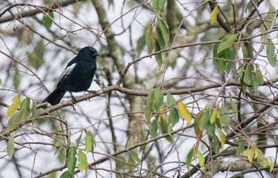 African Passeriformes / Afrikaanse Zangvogels