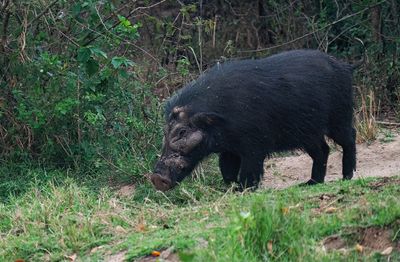 Giant forest hog / Reuzenboszwijn
