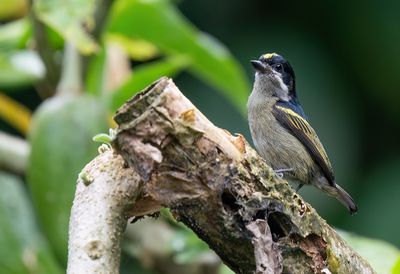 Western tinkerbird / Geelrugketellapper