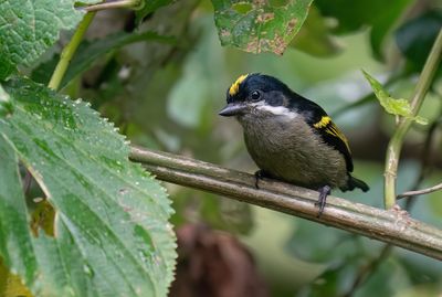 Western tinkerbird / Geelrugketellapper
