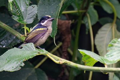 Western tinkerbird / Geelrugketellapper