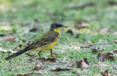 Western Yellow Wagtail (thunbergi) / Noordse gele kwikstaart
