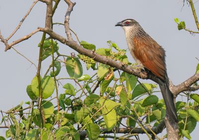 White-browed coucal / Wenkbrauwspoorkoekoek