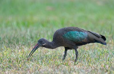 Hadada ibis / Hadada-ibis