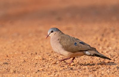 Blue-spotted wood dove / Staalvlekduif