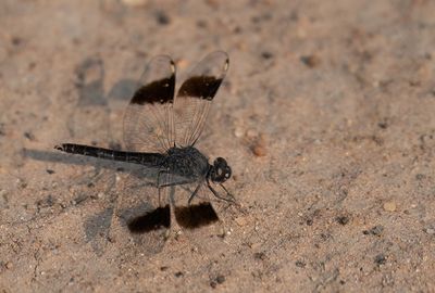 Northern banded groundling / Bandgrondel