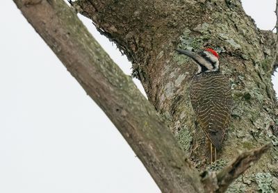 Bearded Woodpecker / Baardspecht