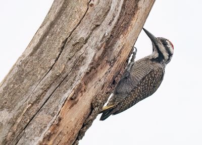 Bearded Woodpecker / Baardspecht