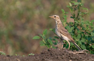 African pipit / Kaneelpieper