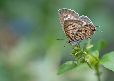 Lang's Short-tailed Blue / Klein Tijgerblauwtje