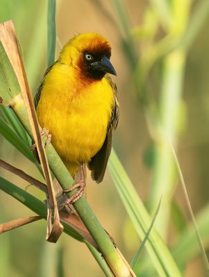 Northern brown-throated weaver / Rietwever