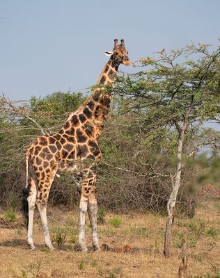 Rothschild's giraffe / Rothschildgiraffe