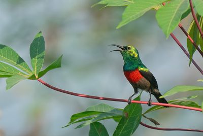 Olive-bellied sunbird / Olijfbuikhoningzuiger