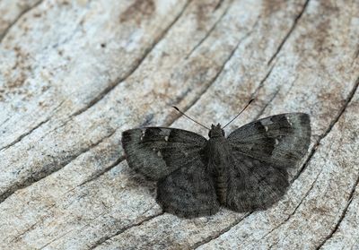 Butterflies of Africa / Dagvlinders uit Afrika