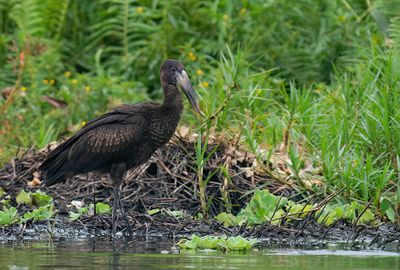 African openbill / Afrikaanse gaper