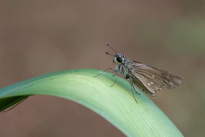 Olive-haired Swift / Borbo borbonica
