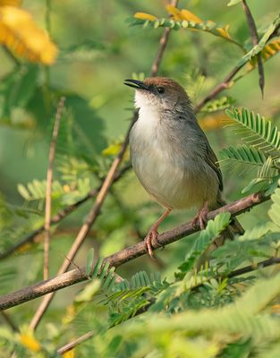 Chubb's Cisticola / Chubbs graszanger
