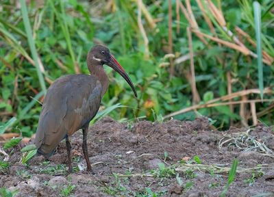 Hadada ibis / Hadada-ibis