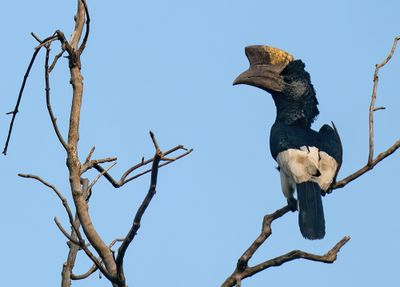 Black-and-white-casqued hornbill / Grijsoorneushoornvogel
