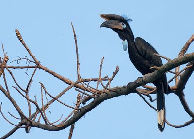 Black-casqued Hornbill / Blauwkeelneushoornvogel /