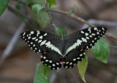 Citrus Swallowtail / Lemoenvlinder