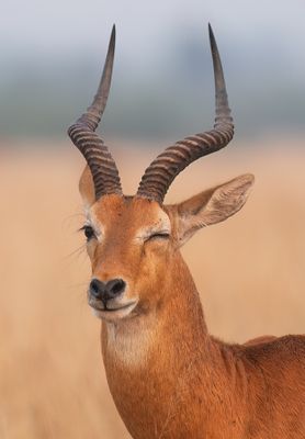 Ugandan kob / Oegandese kob