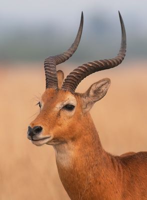 Ugandan kob / Oegandese kob