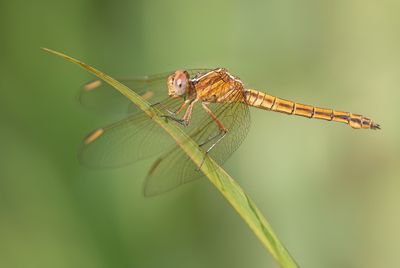 Nesciothemis farinosa / Eastern Blacktail
