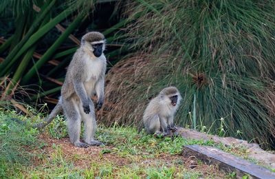 Vervet monkey / Vervet
