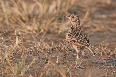 Rufous-naped lark / Roodnekleeuwerik